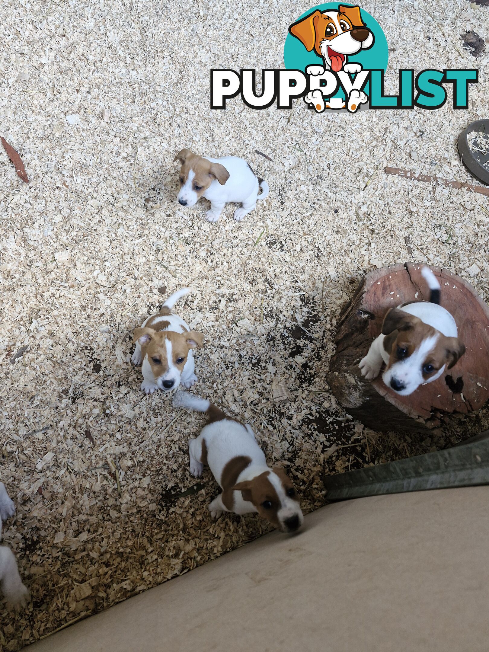 Jack Russell Puppies for Sale!