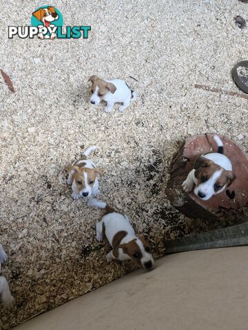 Jack Russell Puppies for Sale!