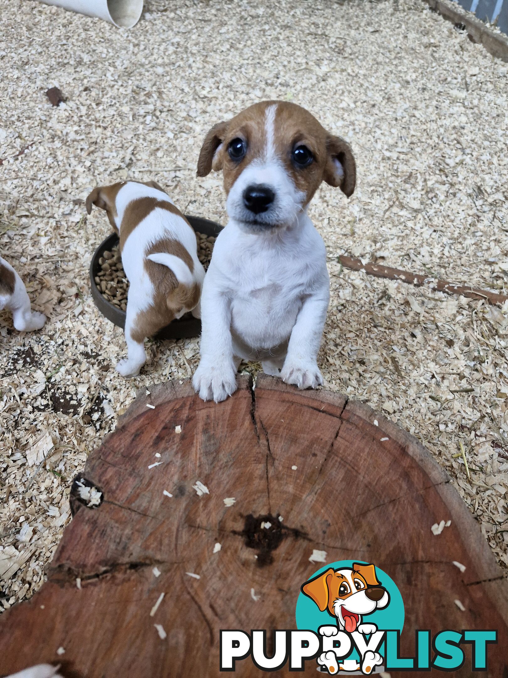 Jack Russell Puppies for Sale!