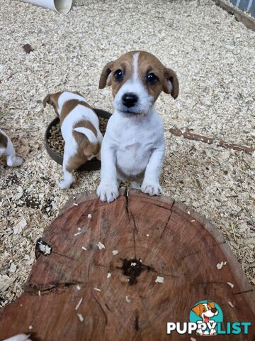 Jack Russell Puppies for Sale!