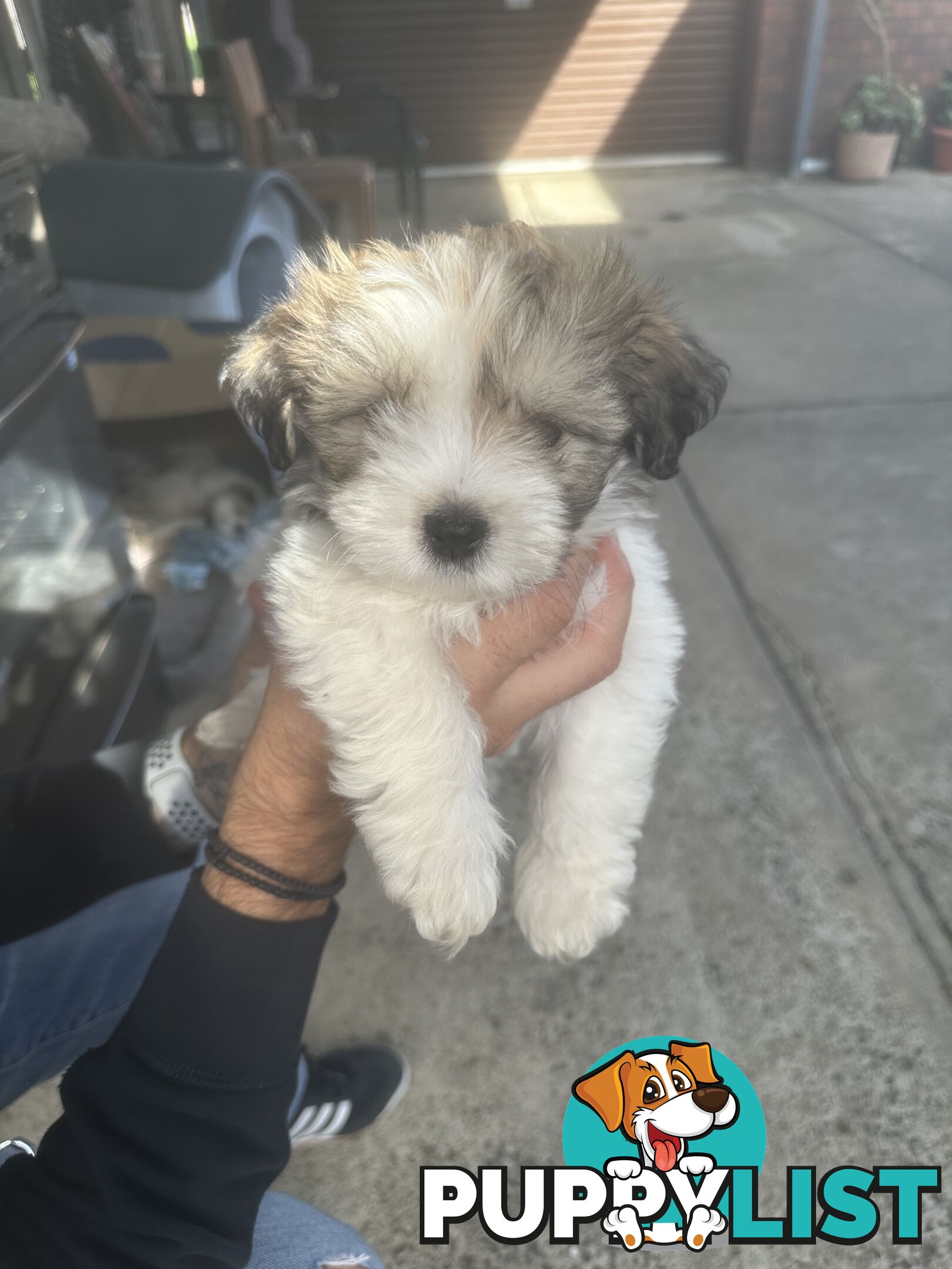 Shih tzu / Lhasa Apso
