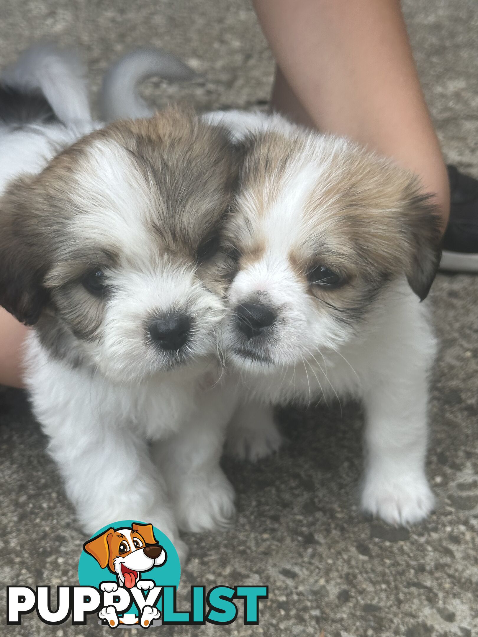 Shih tzu / Lhasa Apso