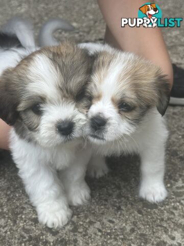 Lhasa Apso Puppy