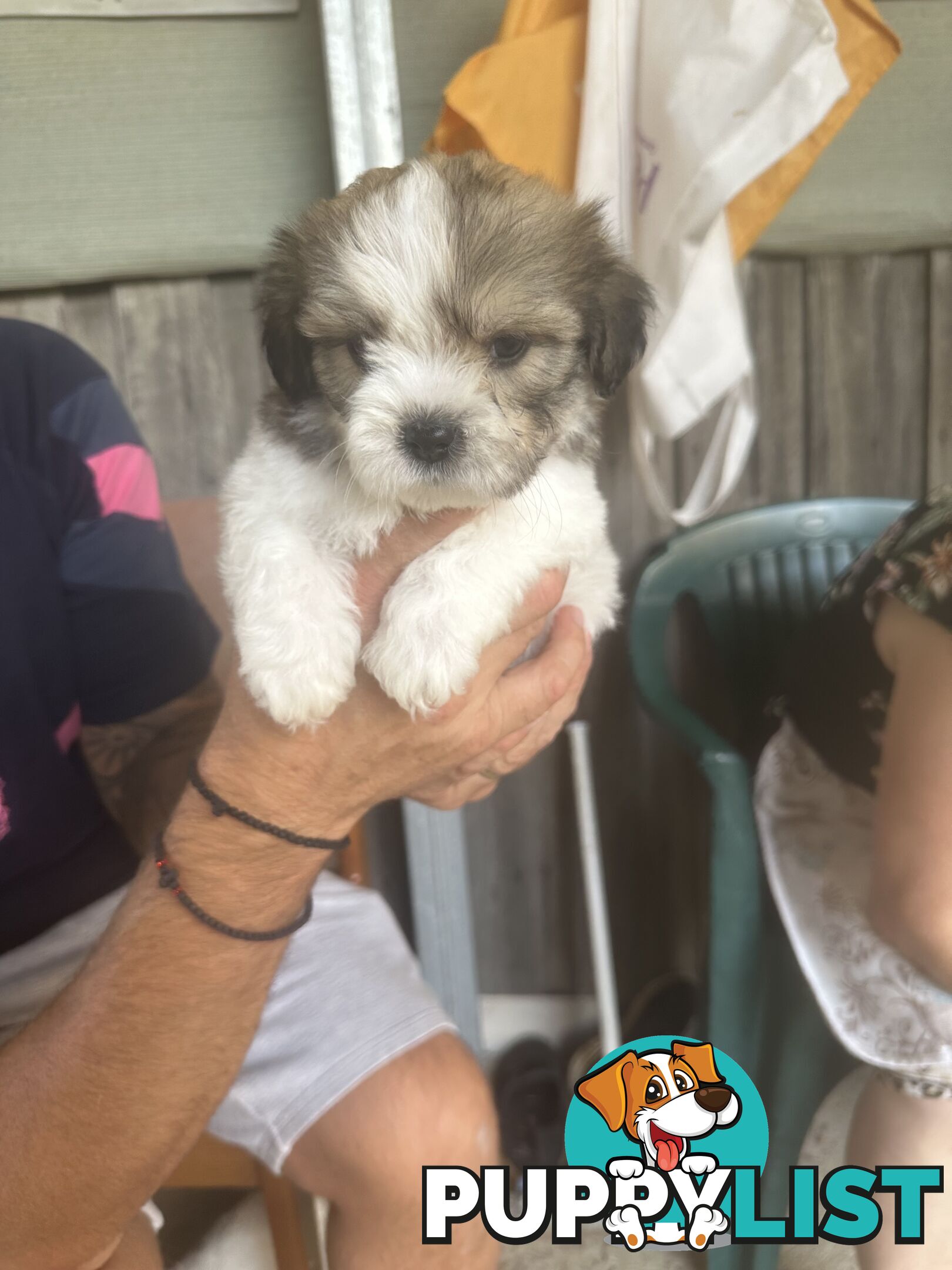 Shih tzu / Lhasa Apso