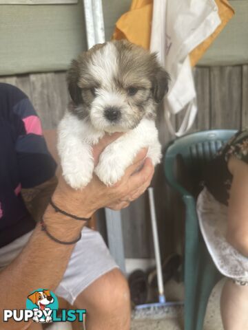 Shih tzu / Lhasa Apso