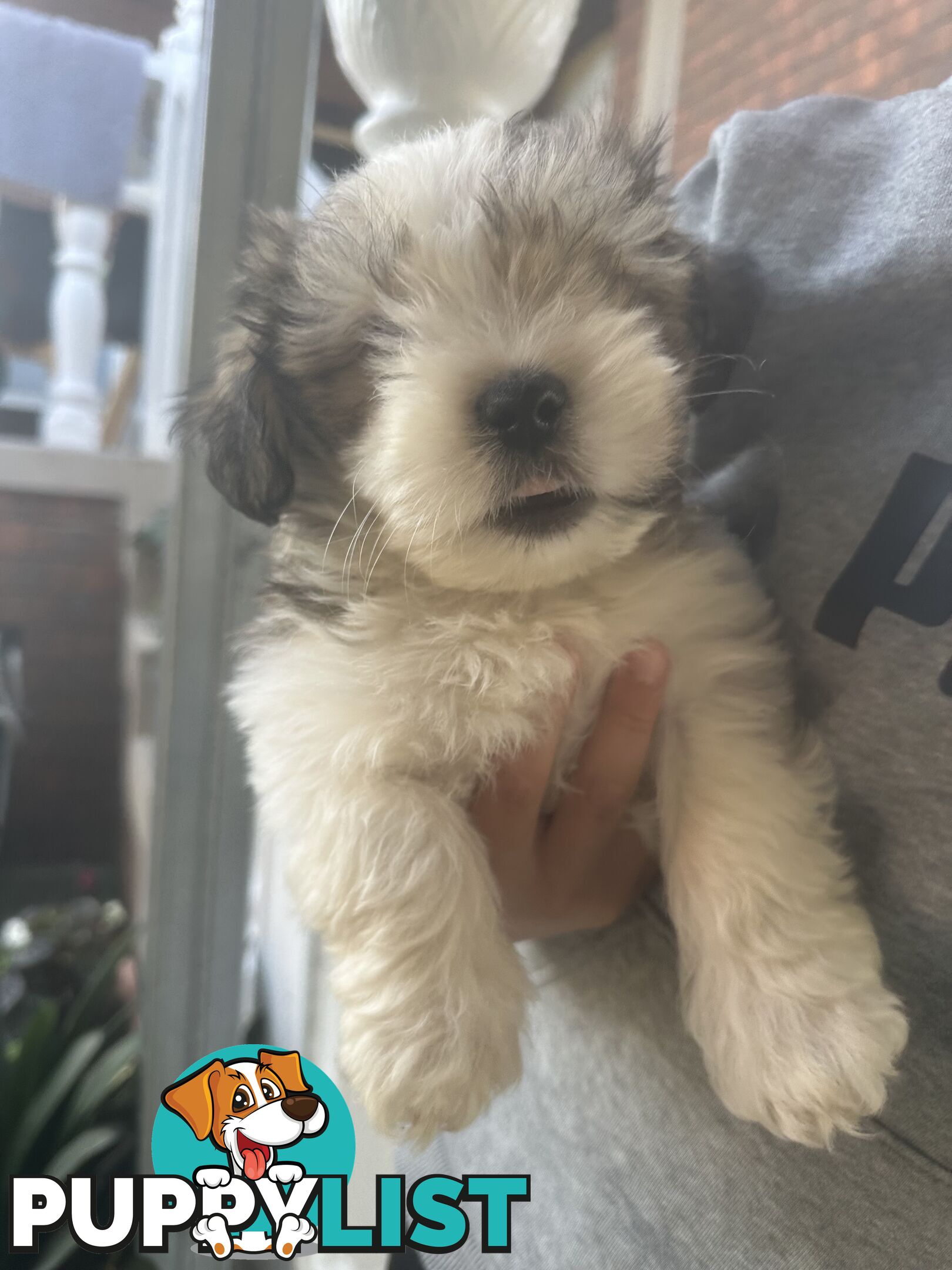 Shih tzu / Lhasa Apso