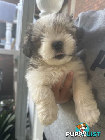 Shih tzu / Lhasa Apso