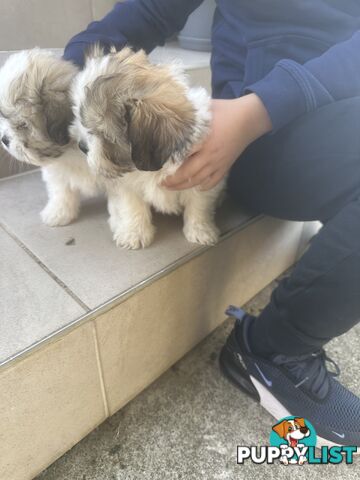 Shih tzu / Lhasa Apso
