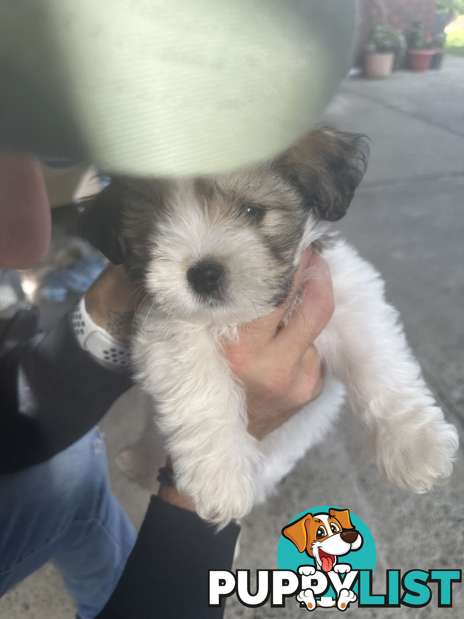 Shih tzu / Lhasa Apso