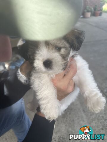 Shih tzu / Lhasa Apso