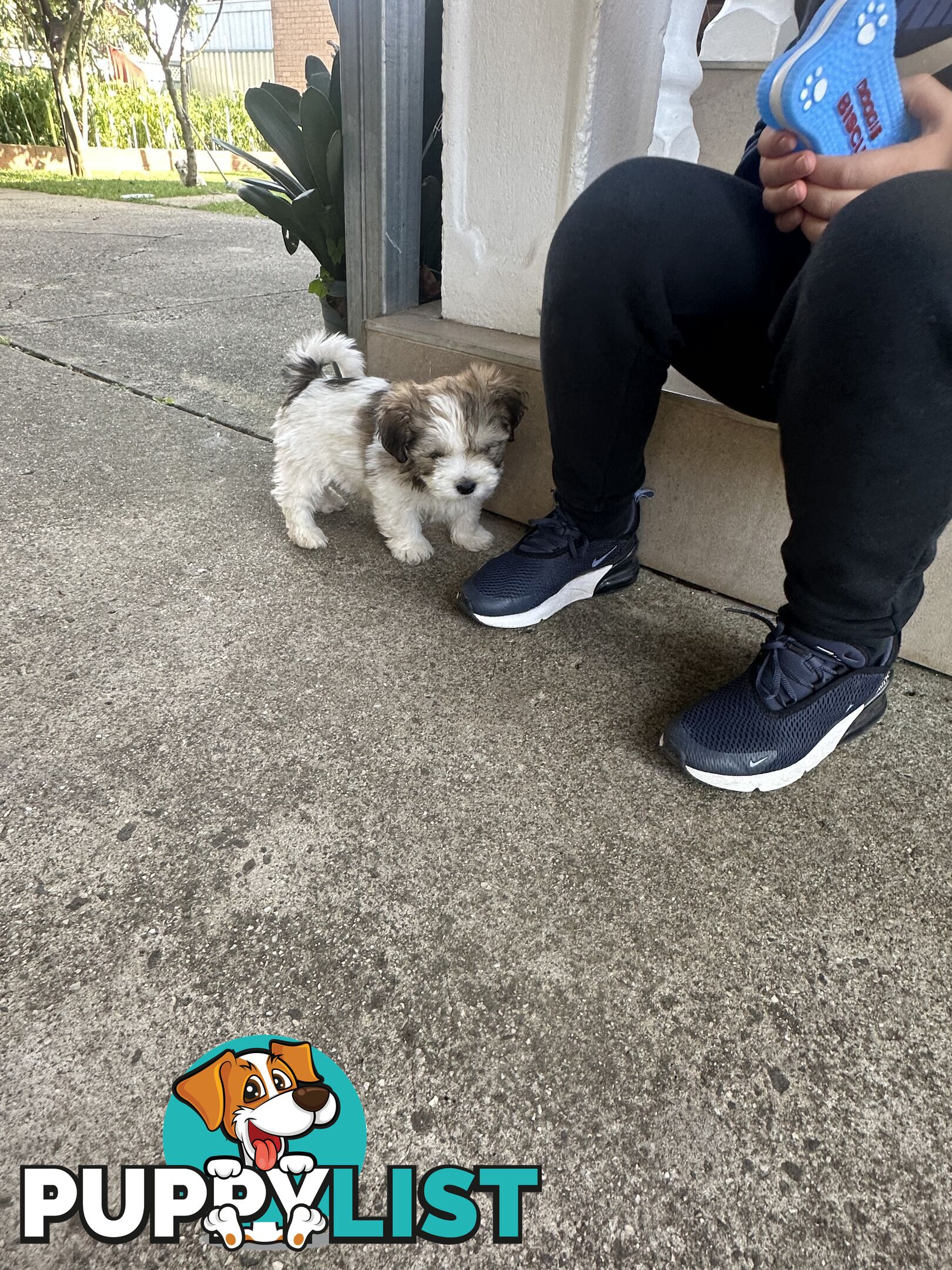 Shih tzu / Lhasa Apso