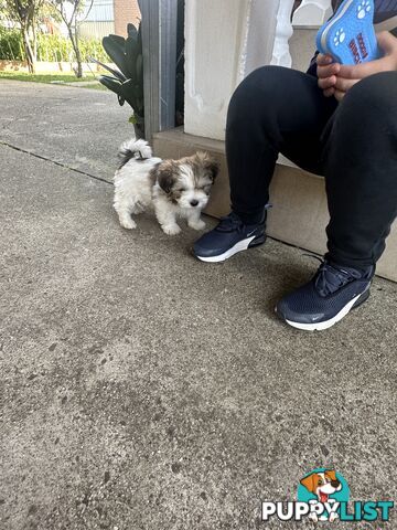 Shih tzu / Lhasa Apso