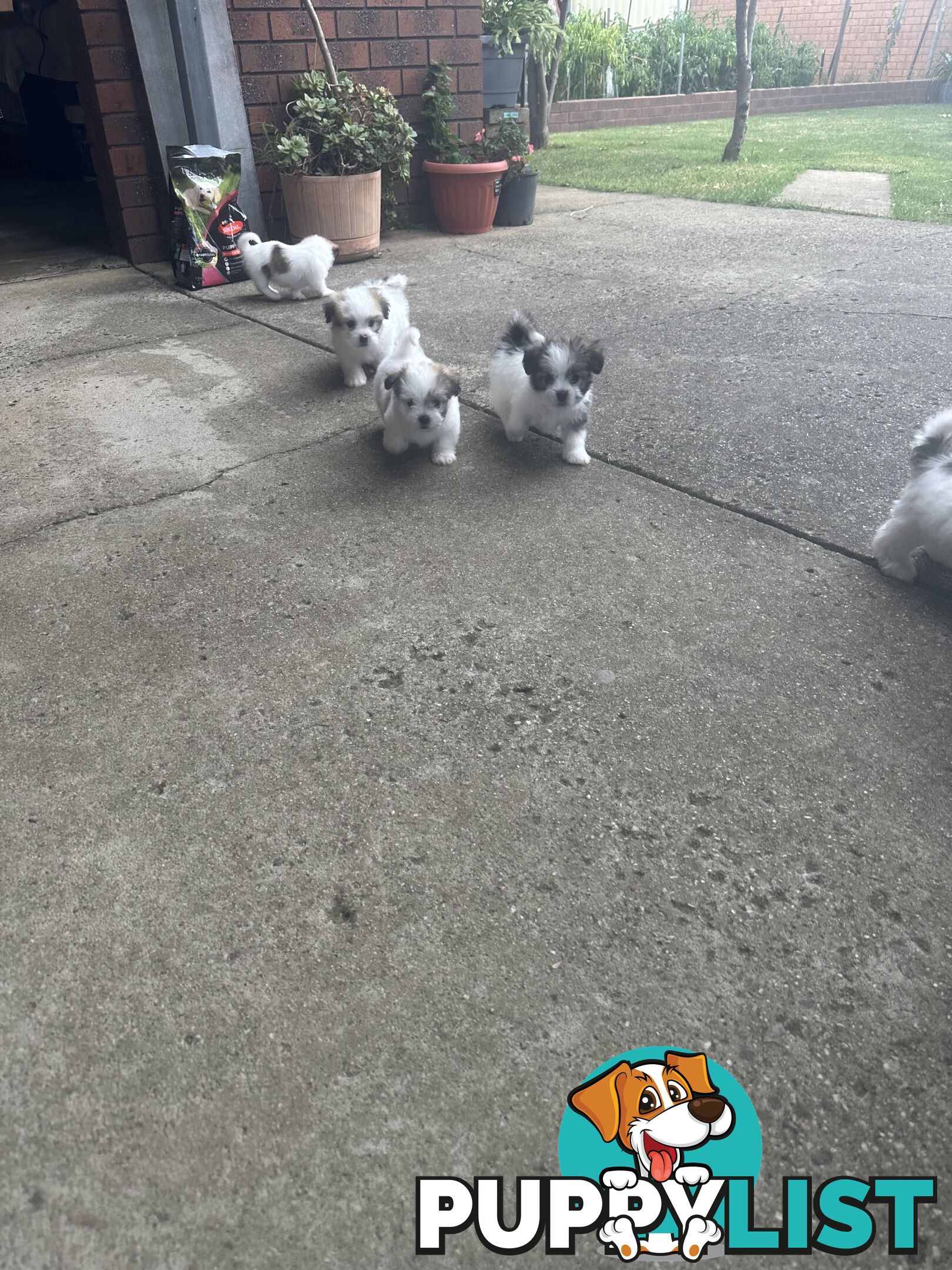 Shih tzu / Lhasa Apso