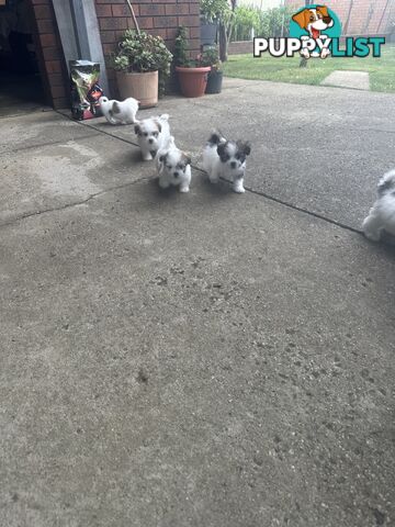 Shih tzu / Lhasa Apso