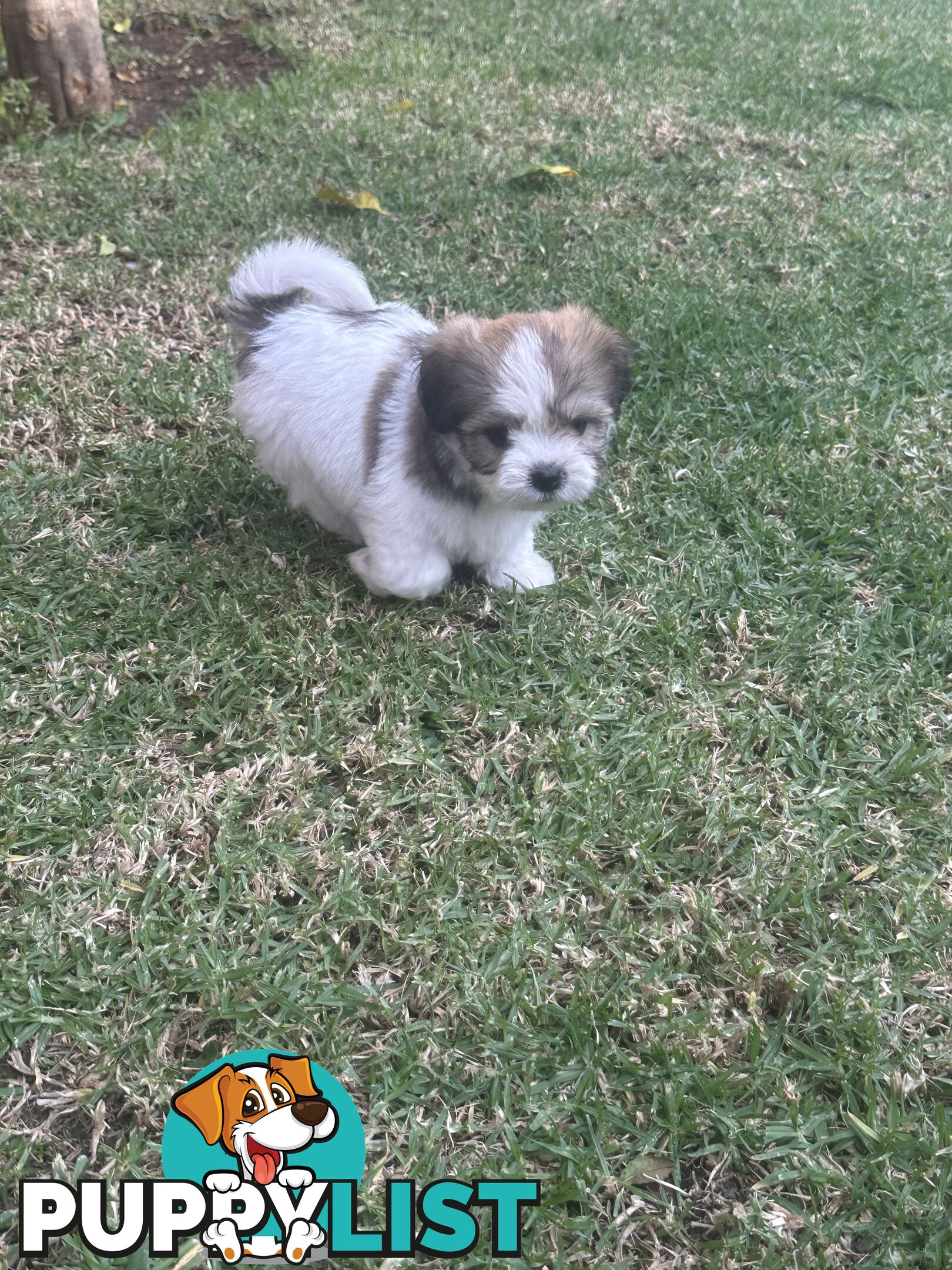 Shih tzu / Lhasa Apso