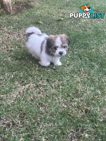 Shih tzu / Lhasa Apso