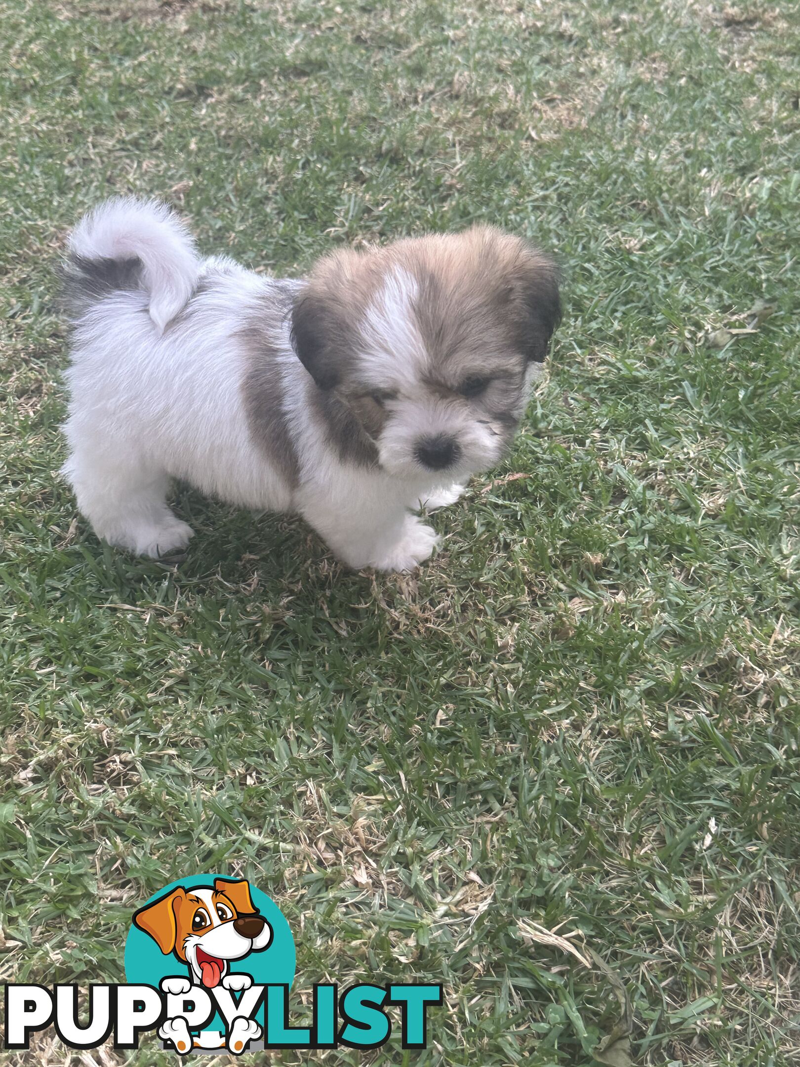 Shih tzu / Lhasa Apso