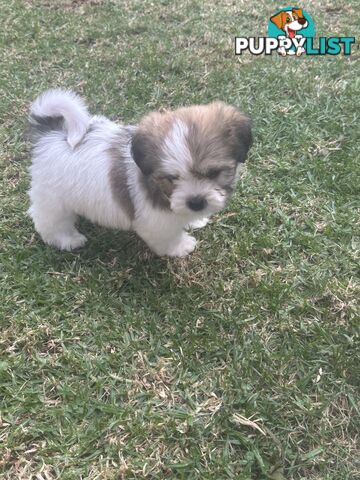 Shih tzu / Lhasa Apso