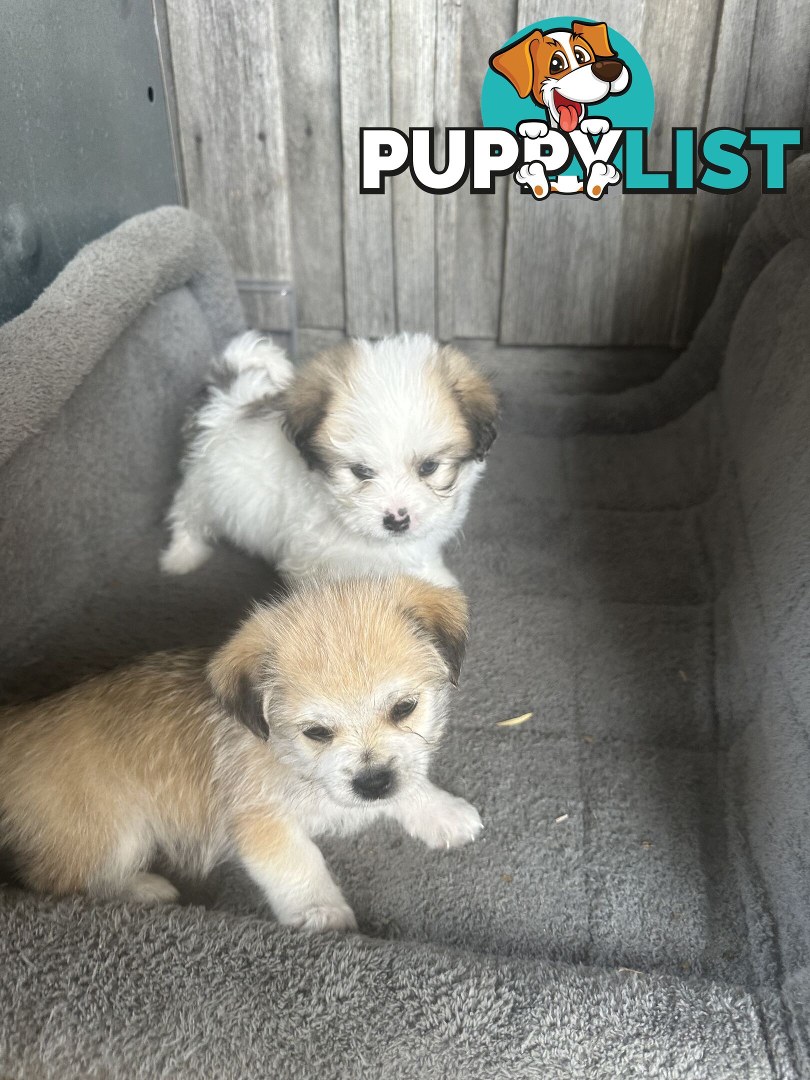 Shih tzu / Lhasa Apso