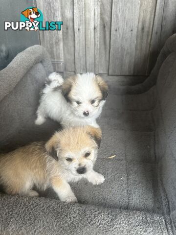 Shih tzu / Lhasa Apso