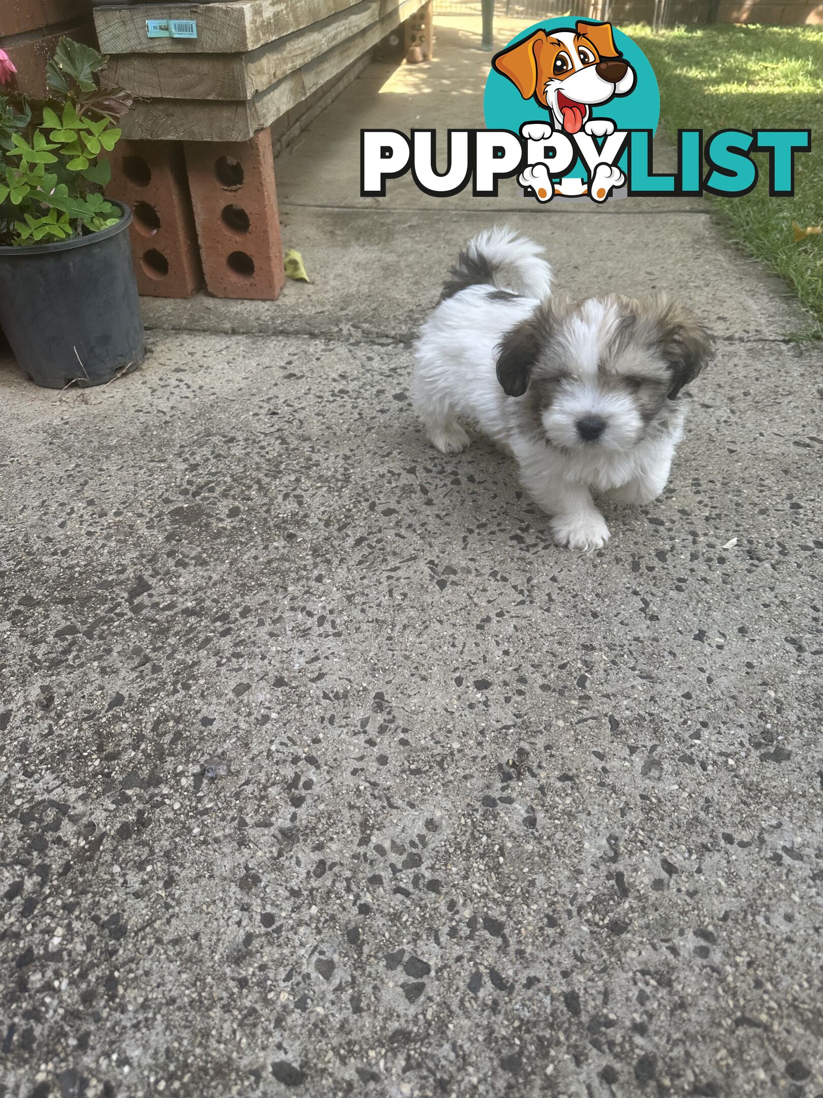 Shih tzu / Lhasa Apso