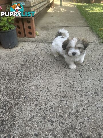 Shih tzu / Lhasa Apso