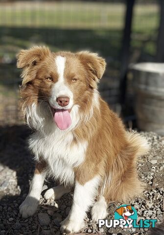 Border Collie Puppies