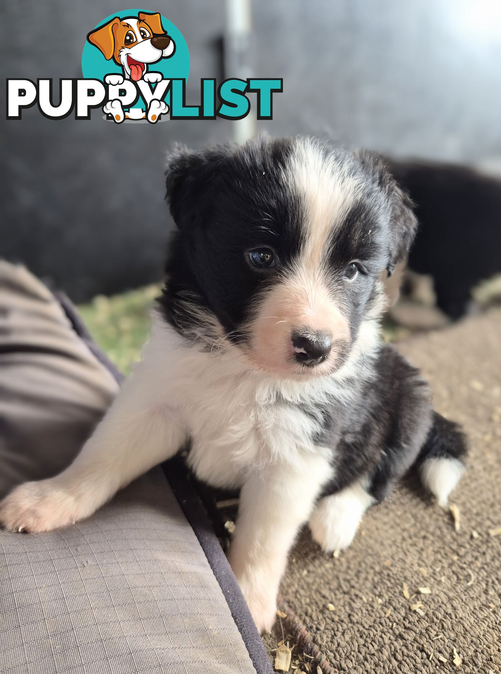 Border Collie Puppies