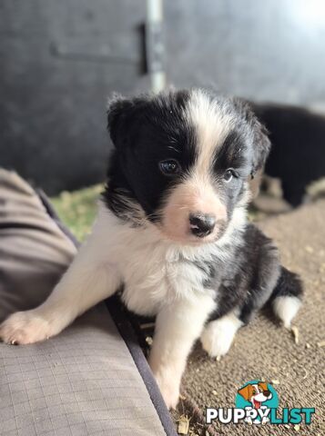 Border Collie Puppies