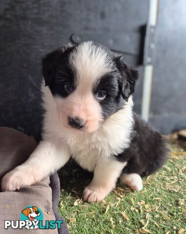 Border Collie Puppies