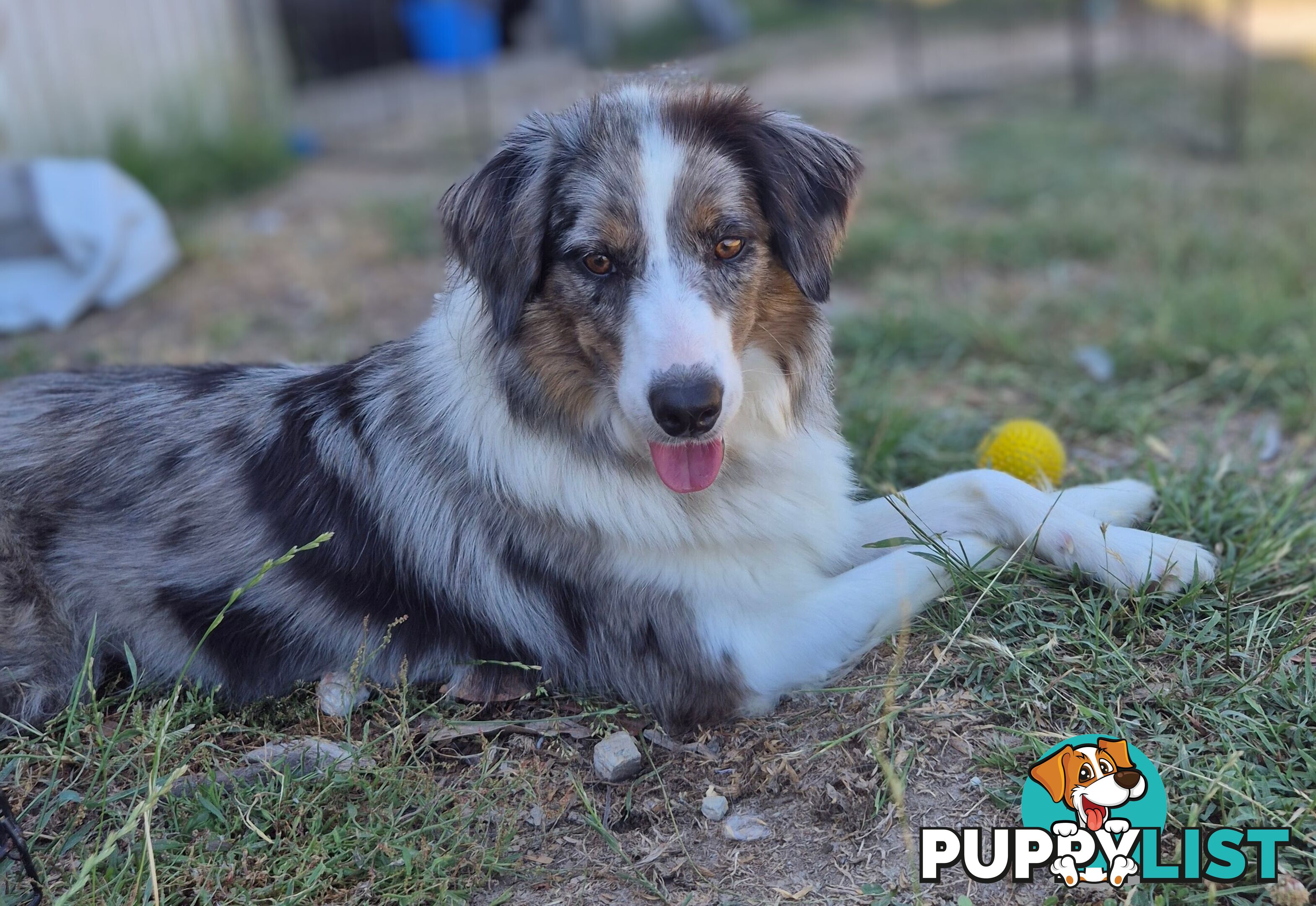 Border Collie Puppies