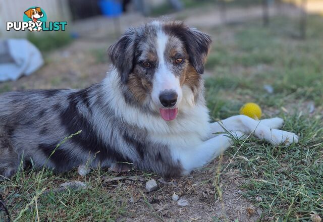 Border Collie Puppies