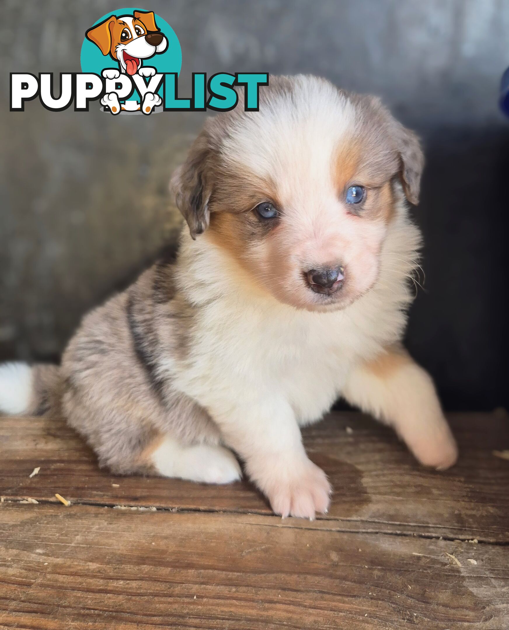 Border Collie Puppies