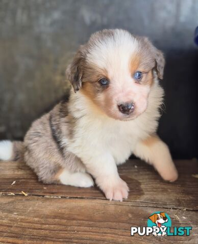 Border Collie Puppies