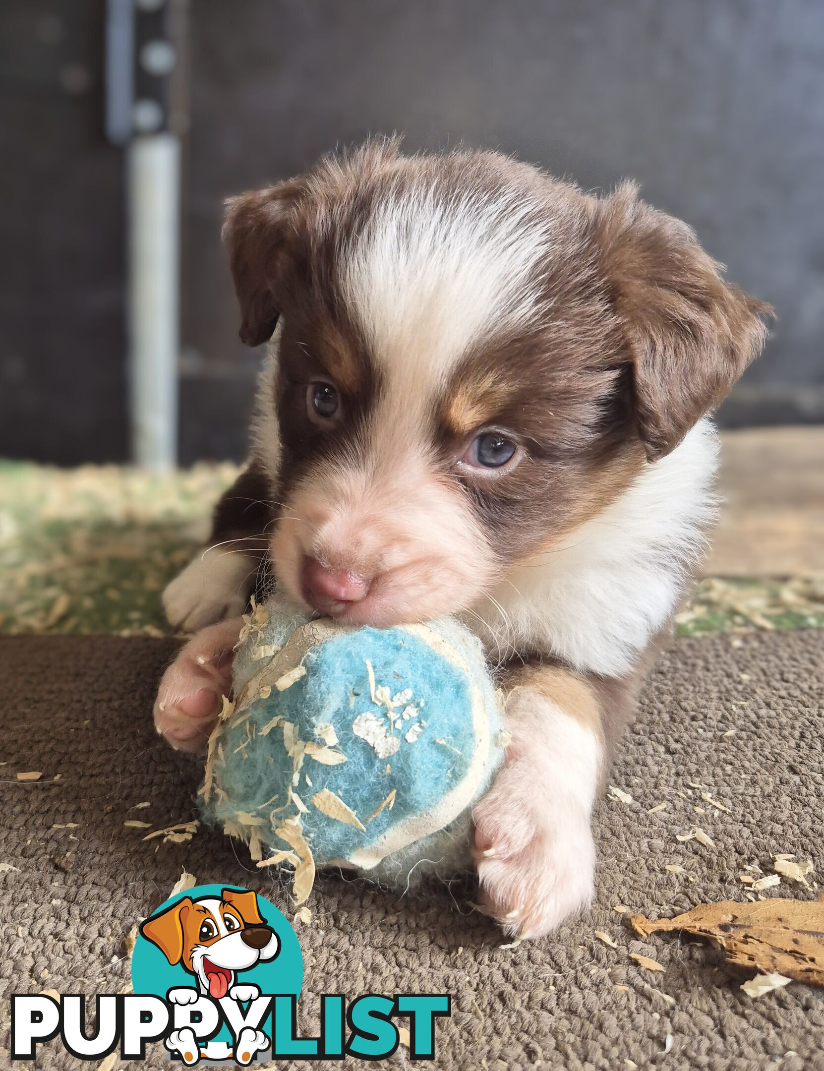 Border Collie Puppies