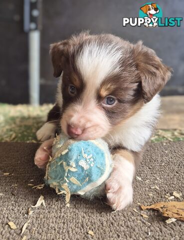 Border Collie Puppies