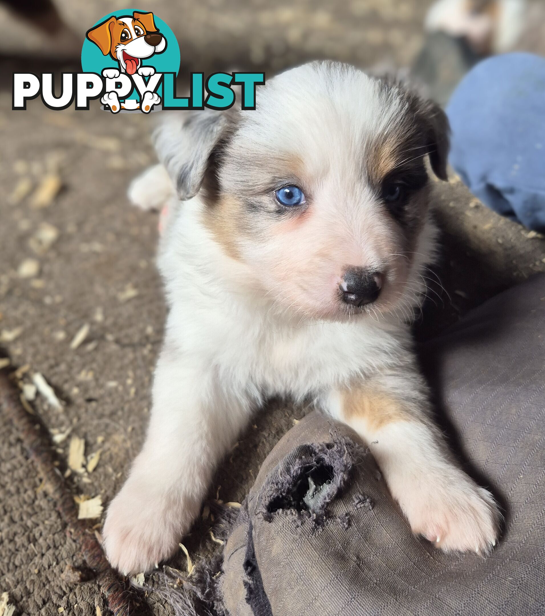 Border Collie Puppies