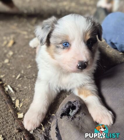 Border Collie Puppies