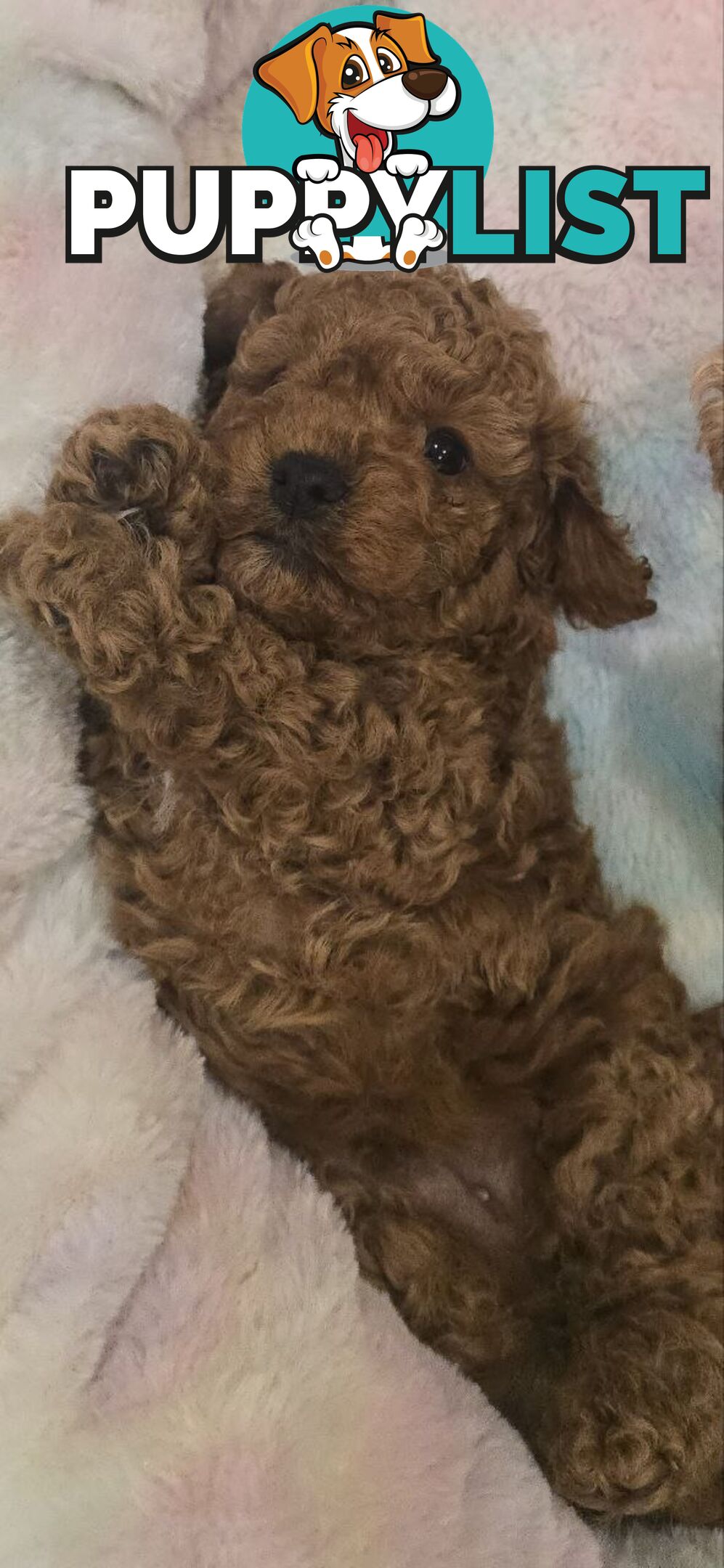 A 3 months pup looking for a new and forever home