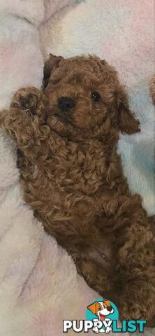 A 3 months pup looking for a new and forever home