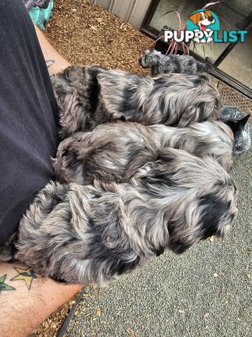 Stunning colourful cavoodles