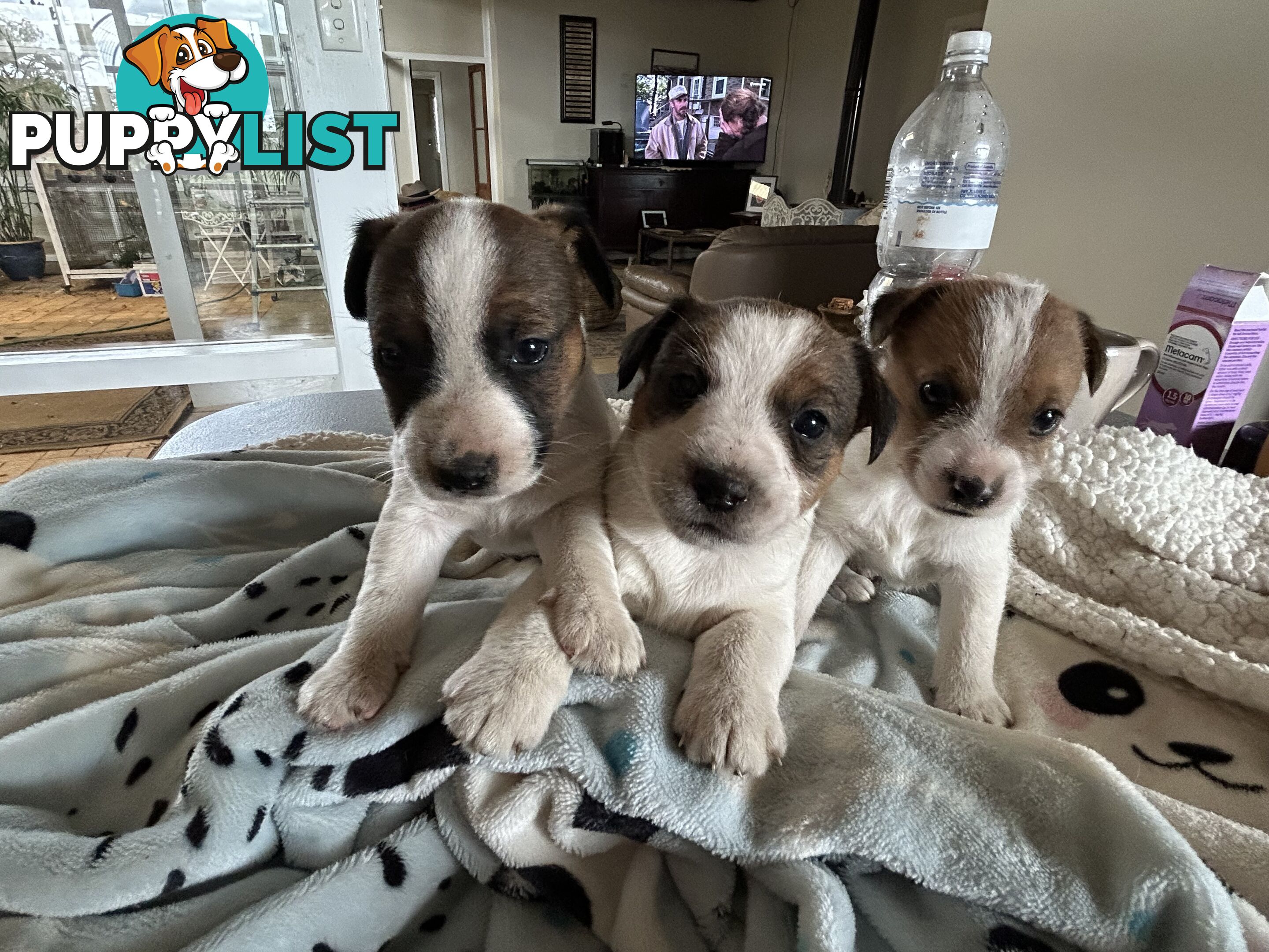 Jack Russell Terrier Puppies