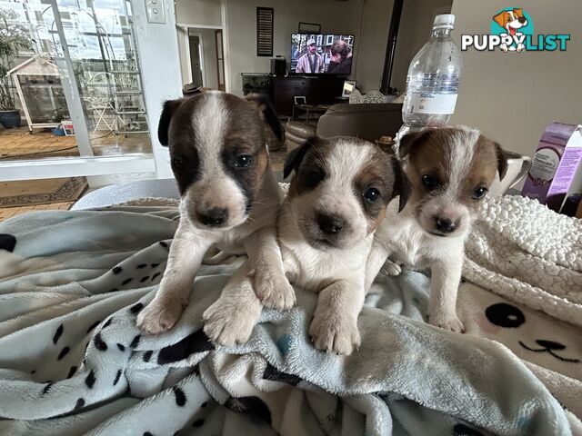 Jack Russell Terrier Puppies
