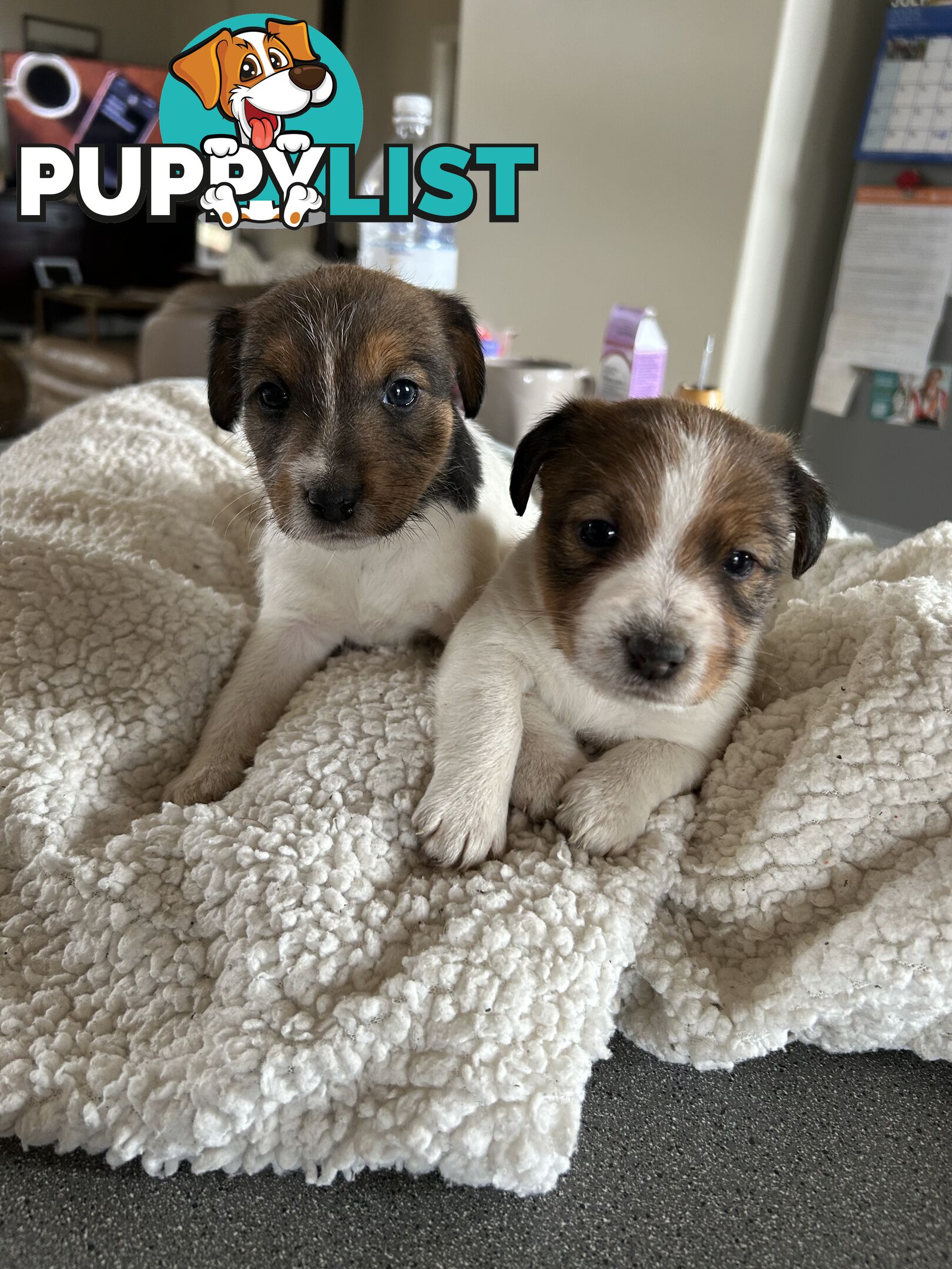 Jack Russell Terrier Puppies