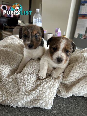 Jack Russell Terrier Puppies