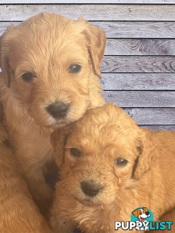 F1B Standard Groodle Puppies (x10) for Sale