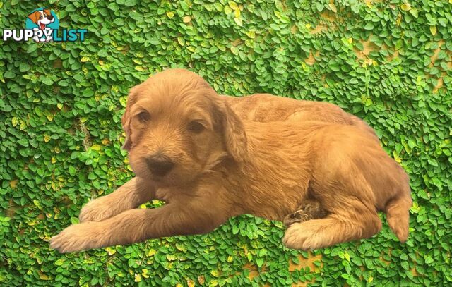 F1B Standard Groodle Puppies (x10) for Sale