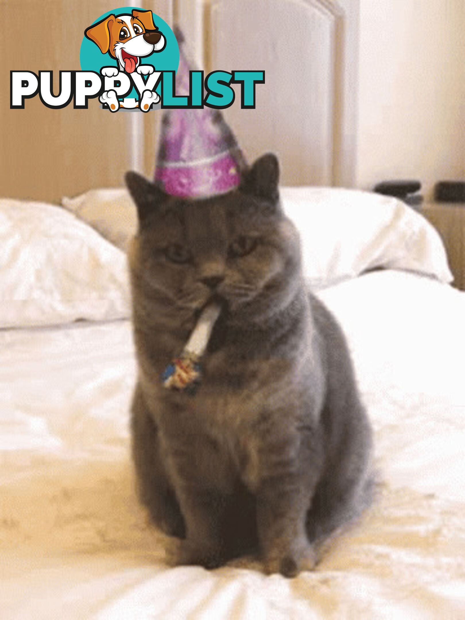 Wanted: Wanted Ragdoll or British Shorthair Stud Service
