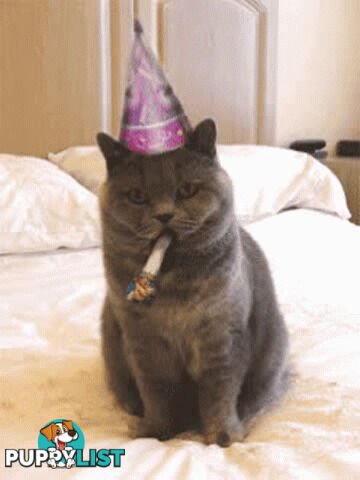 Wanted: Wanted Ragdoll or British Shorthair Stud Service