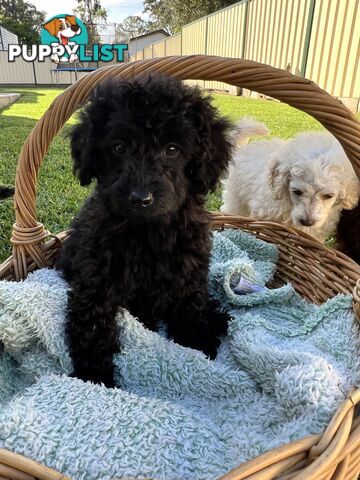 Purebred Miniature Poodles Ready Now